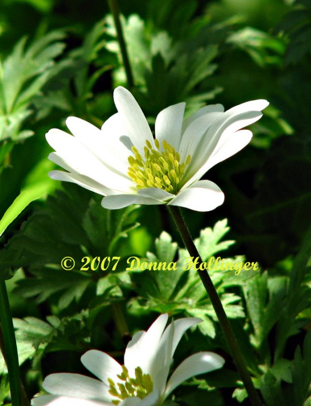 White Bell Flower