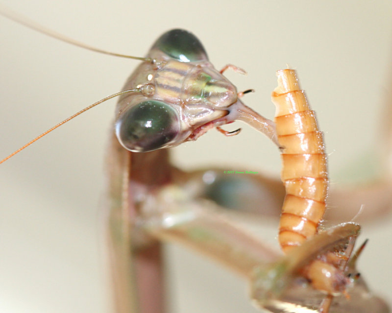 Pet praying mantis slurping