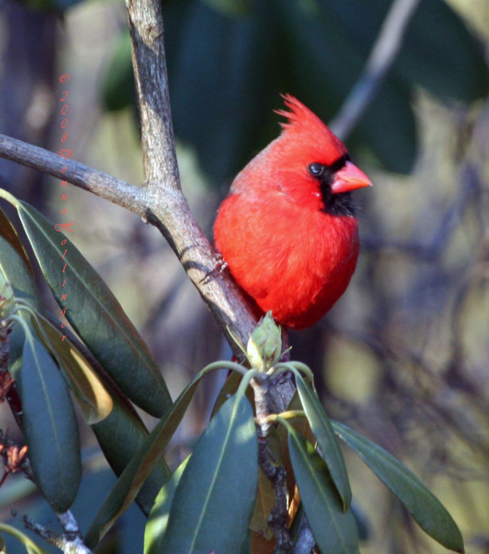 Male Cardinal on Rhododendrum