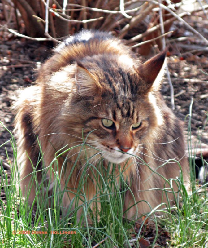 Maine Coon Augie