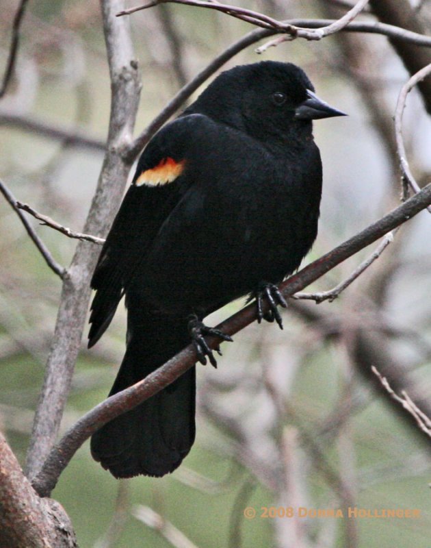 Red Winged Blackbird