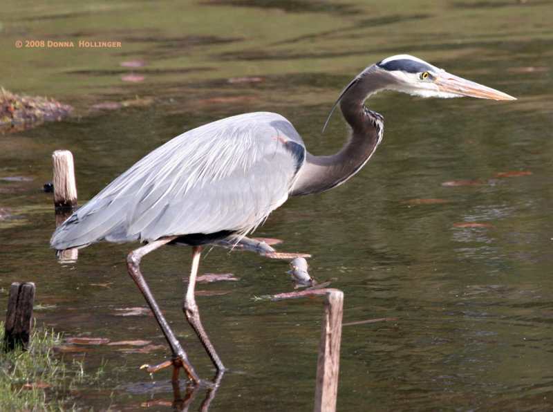 Great Blue Heron Sighting