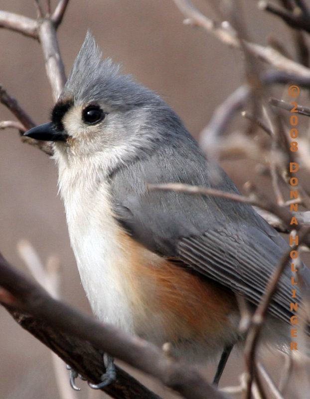 Perky Titmouse