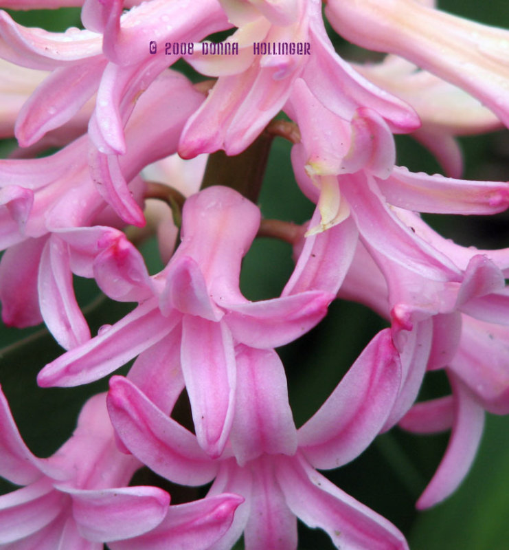 Pink Hyacinth  Flowerets