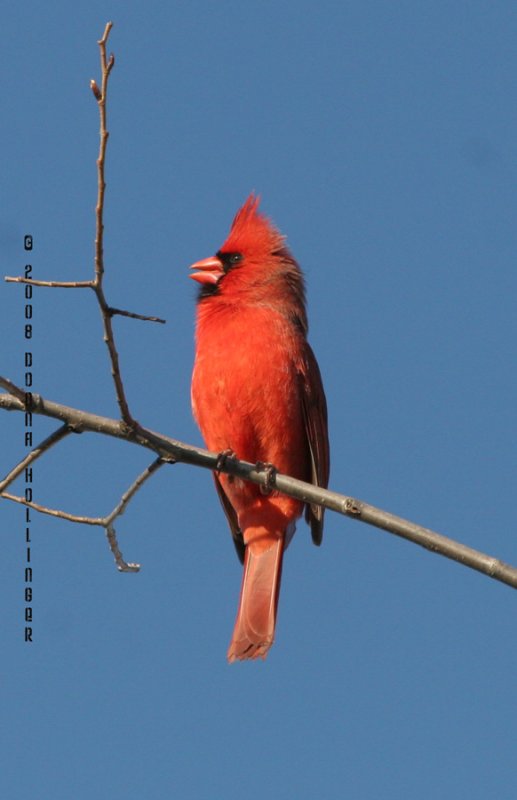 Singing Male Cardinal