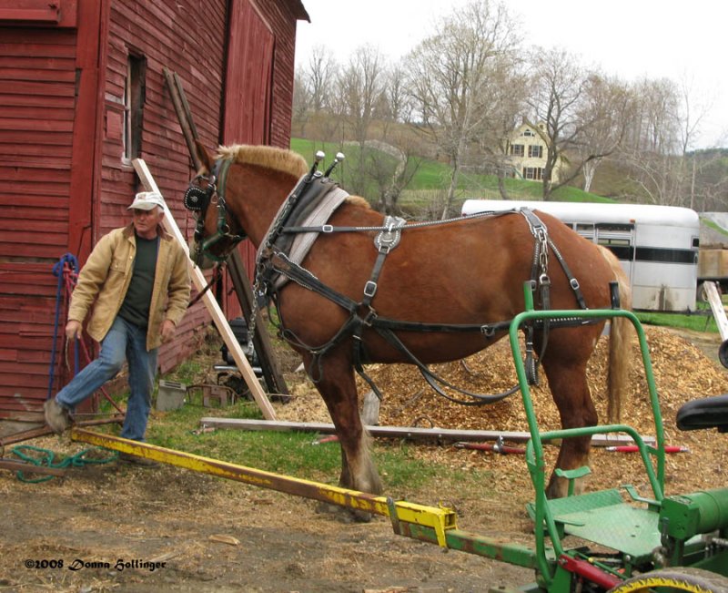 Horse Dancing