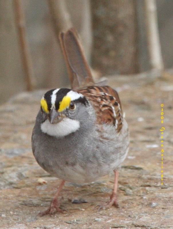 White Throated Sparrow