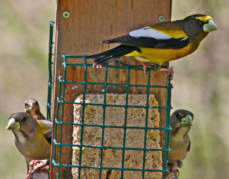 Evening Grosbeak Circus!