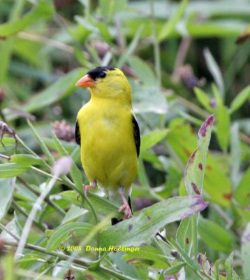 Male Goldfinch watching me