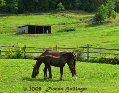 Huntington Mare With Colt