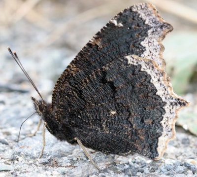 Mourning Cloak, getting minerals from the gravel