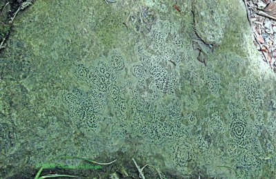 Lichen Pattern on Rock