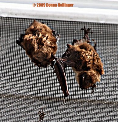 2 bats sleeping on a door screen