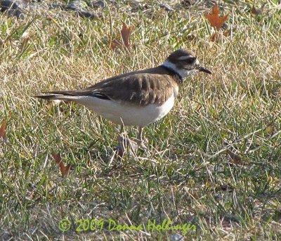 Charadius vociferous, Kildeer