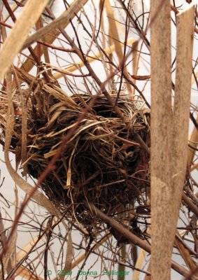 Blackbird Nest in the Cattails