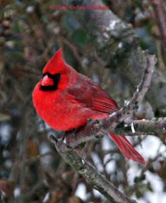 Fluffed Out Male Cardinal