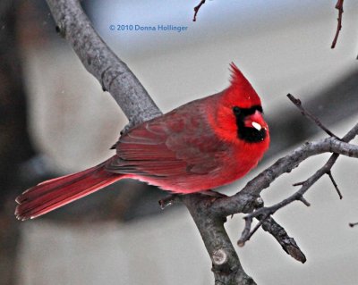 Male Cardinal at Archies House