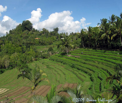 Balinese Terraced Hillside