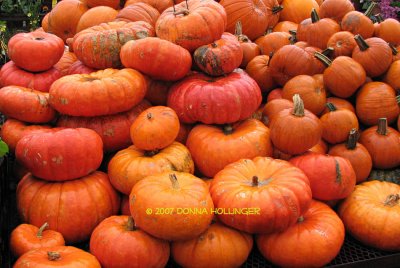 Rouge Vif DEtampes, Red-Orange Pumpkins