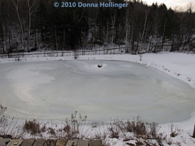 The Pond is Icing Up