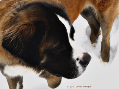 Ginger the St Bernard in the Snow