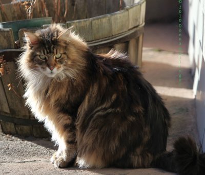 Augie is a Maine Coon Cat