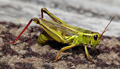 Female Grasshopper Laying Eggs On My Rug