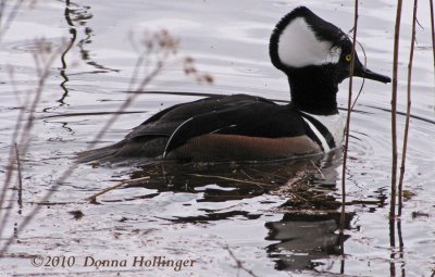 Hooded Merganser Foraging