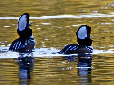 2 Hooded Mergansers on Fresh Pond