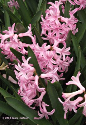 Pink Hyacinth