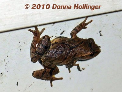 Spring Peeper Last Night