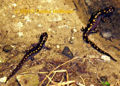Ambystoma maculatum, Spotted Salamander