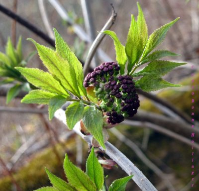 Elderberry Buds
