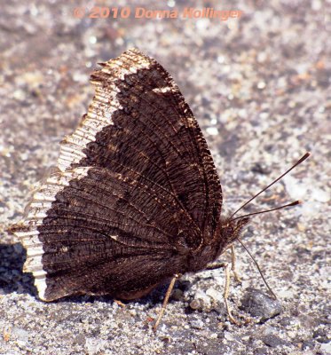 Mourning Cloak Butterfly