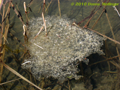 Gel Mass of Frogs's Eggs