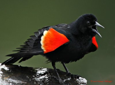 Red Winged Blackbird Excited