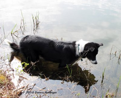 Tadpole and Newt watching