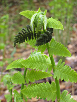 Interrupted Fern Spores