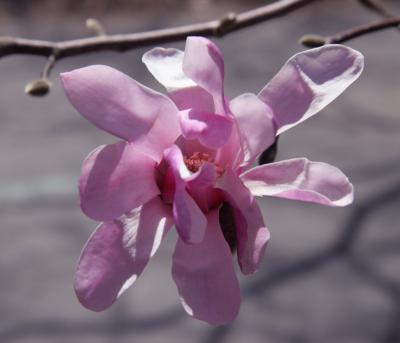 Stellate Magnolia