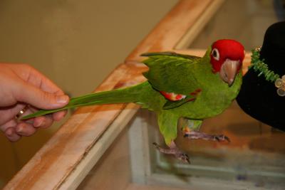 Tabasco, The Green Parrot