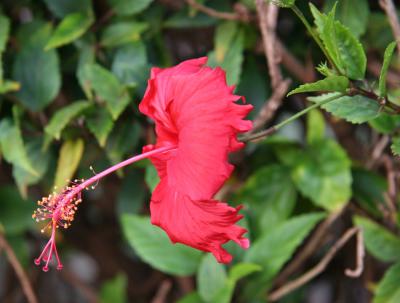 RED  Hibiscus Flower