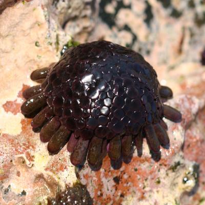 A Sea Urchin named Helmut