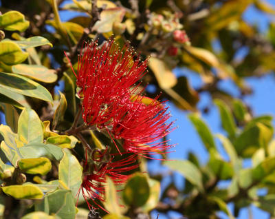 'Ohia'