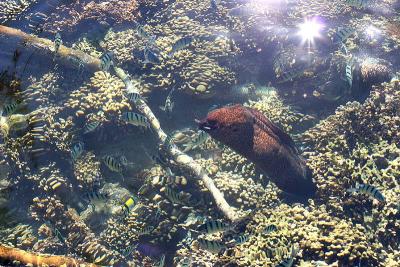 Moray Eel (yellowmargin)