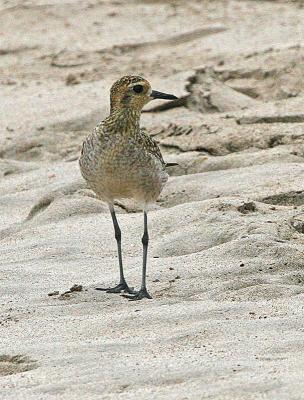 Pacific Golden Plover