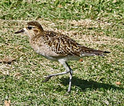 Pacific Golden Plover