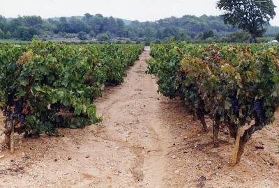 Vineyards Near Mount St. Victoire