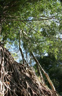 Banyan above