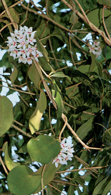 Wild Hoya in Kauai