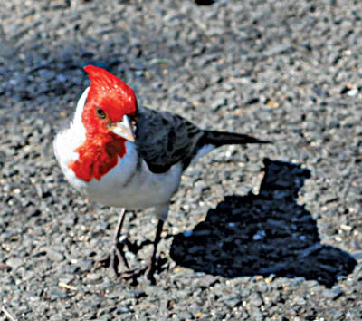 Red breasted Cardinal